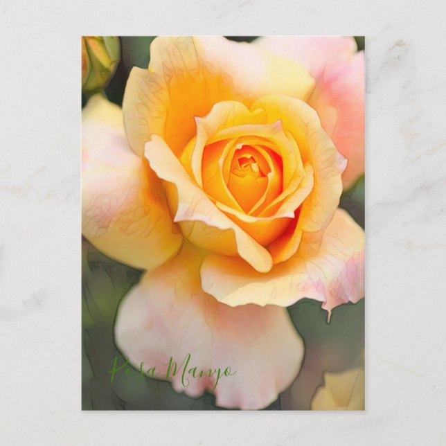 Rosa ‘Manyo' Postcard (Front)