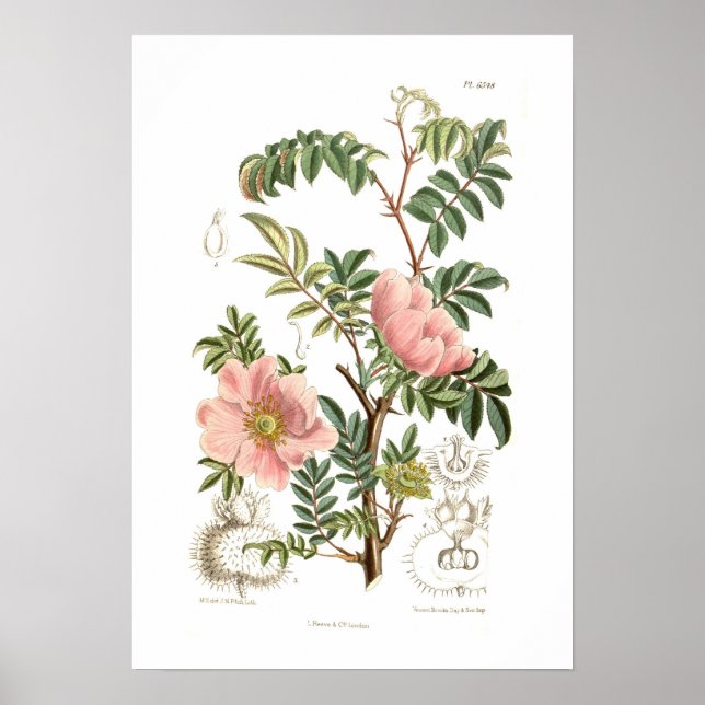 Rosa microphylla poster (Front)