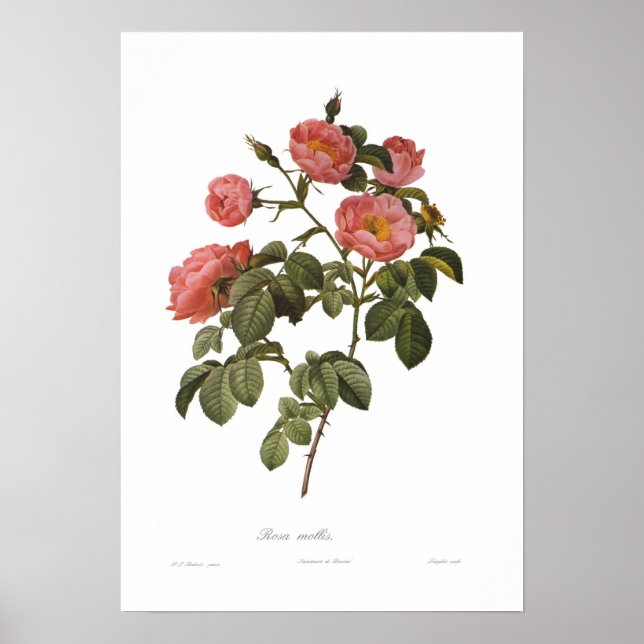 Rosa mollis by Pierre-Joseph Redoute Poster (Front)