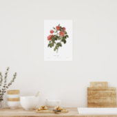 Rosa mollis by Pierre-Joseph Redoute Poster (Kitchen)