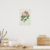 Rosa Mollissima, from 'Les Roses' Poster (Kitchen)