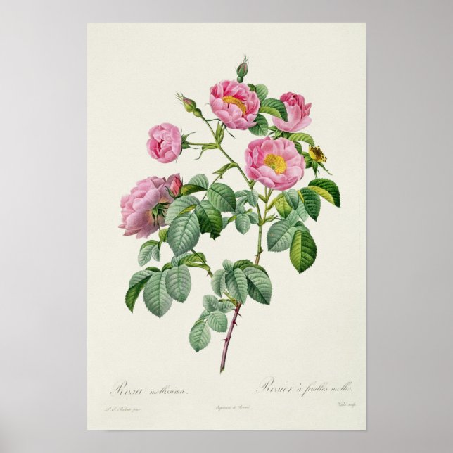Rosa Mollissima, from 'Les Roses' Poster (Front)