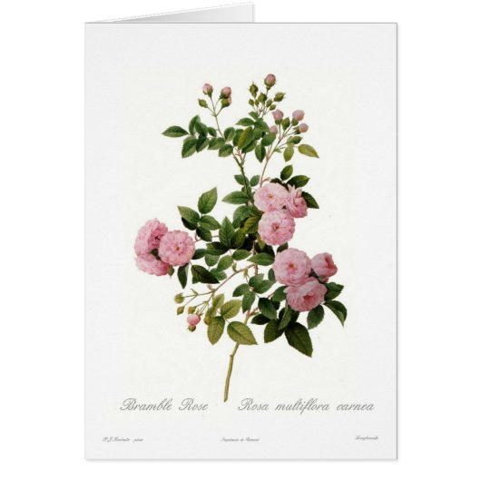 Rosa multiflora carnea(Bramble Rose) Cards (Front)