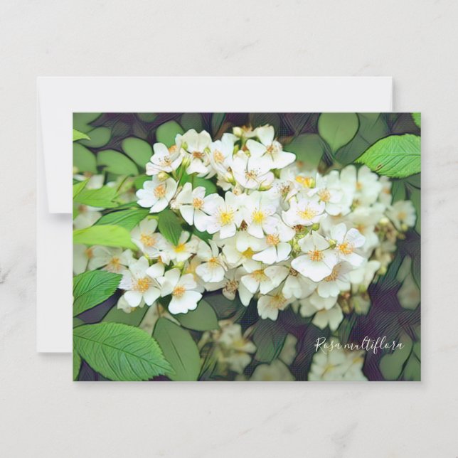 Rosa multiflora [Flat Card] (Front)