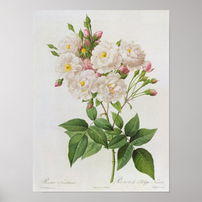 Rosa Noisettiana, from'Les Roses' Poster (Front)