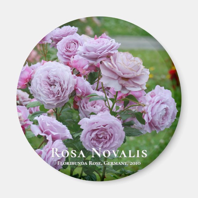 Rosa Novalis Magnet (Front)