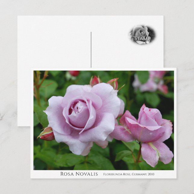 Rosa Novalis Postcard (Front/Back)