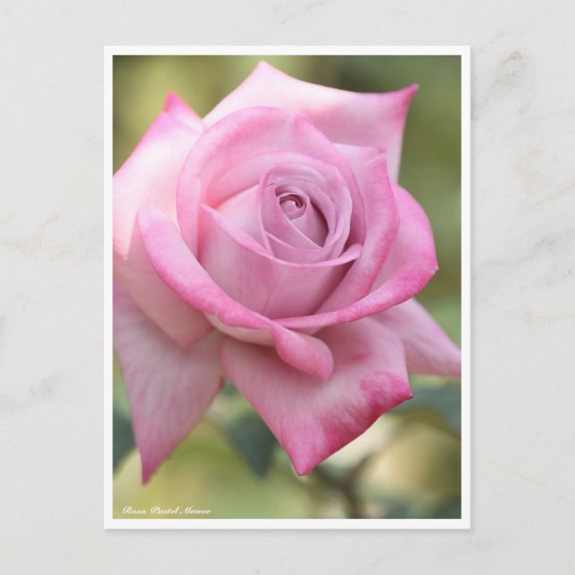 Rosa Pastel Mauve Postcard (Front)