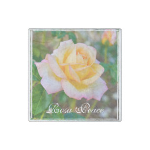 Rosa Peace MAGNET