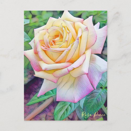 Rosa Peace Postcard