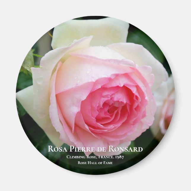 Rosa Pierre de Ronsard Magnet (Front)
