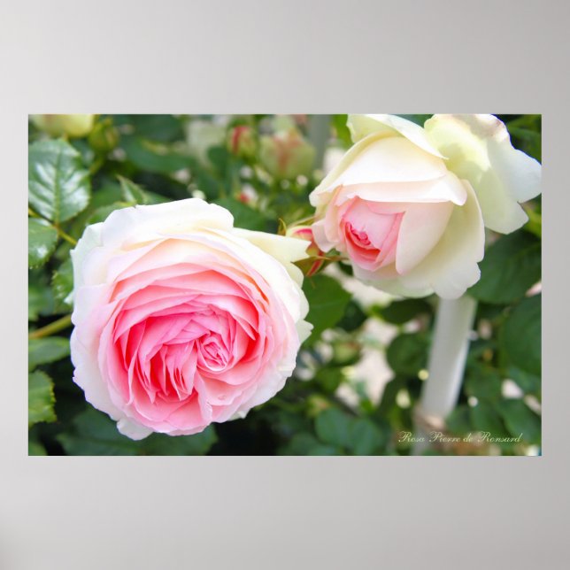 Rosa Pierre de Ronsard [Poster] Poster (Front)