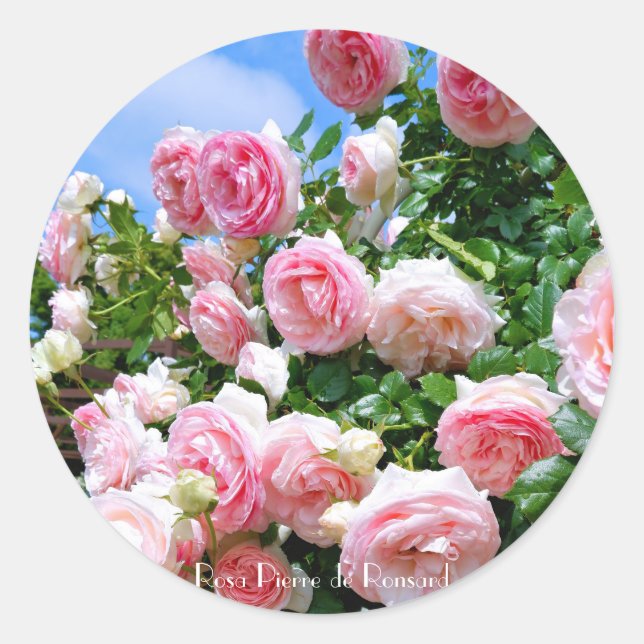 Rosa Pierre de Ronsard [Round Seal] Round Seal (Front)