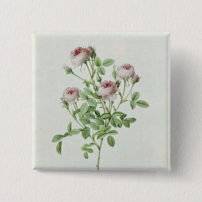 Rosa Pomponia, from 'Les Roses' Button (Front)