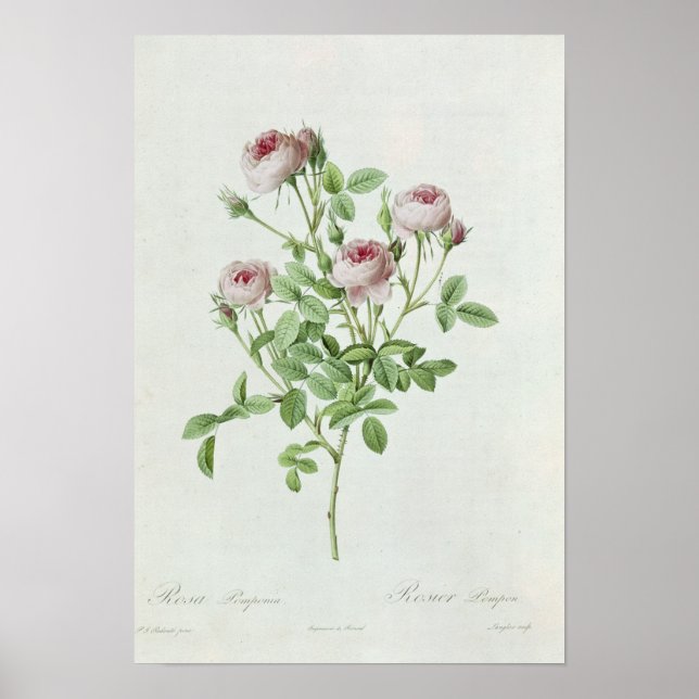 Rosa Pomponia, from 'Les Roses' Poster (Front)