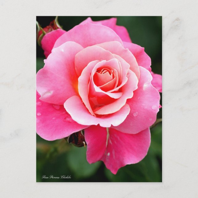 Rosa Princess Chichibu：Postcard Postcard (Front)