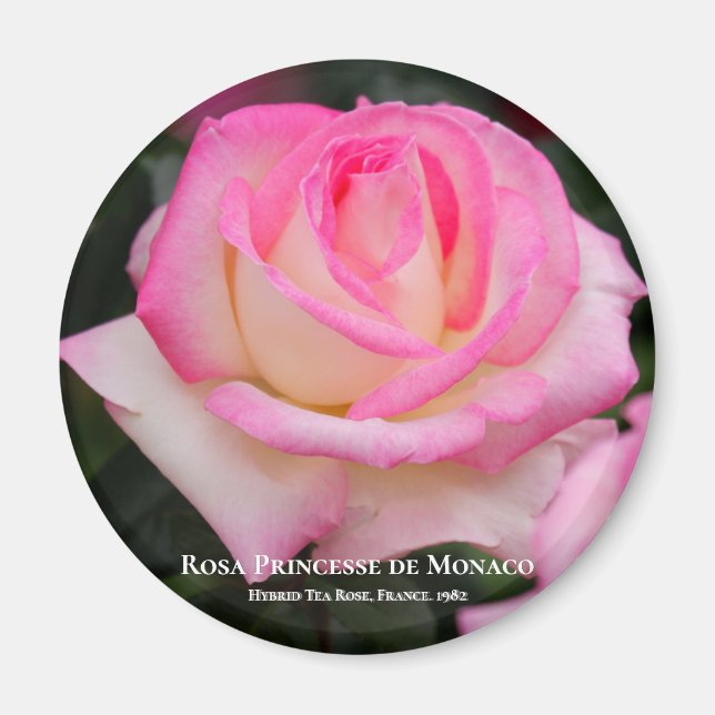 Rosa Princesse de Monaco Magnet (Front)