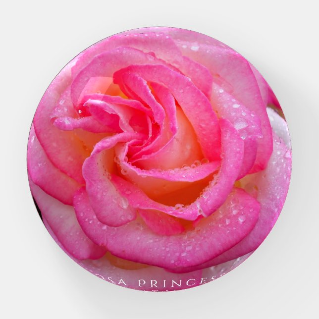 Rosa Princesse de Monaco Paperweight (Front)