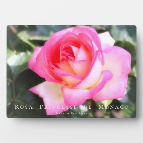 Rosa Princesse de MonacoPhotoplark Plaque