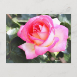 Rosa Princesse de Monaco: Postcard