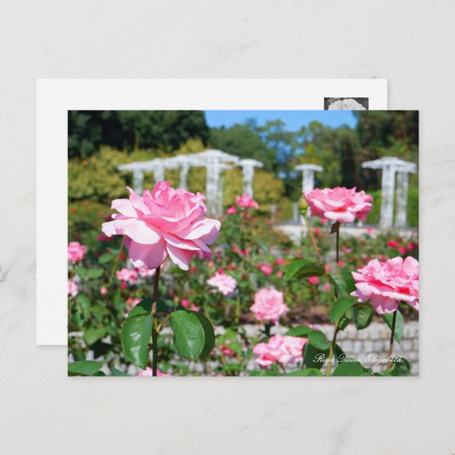 Rosa Queen Elizabeth Postcard (Front/Back)