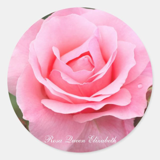 Rosa Queen Elizabeth [Round Seal] Round Seal (Front)