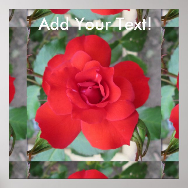 Rosa Roja Flor Poster (Front)