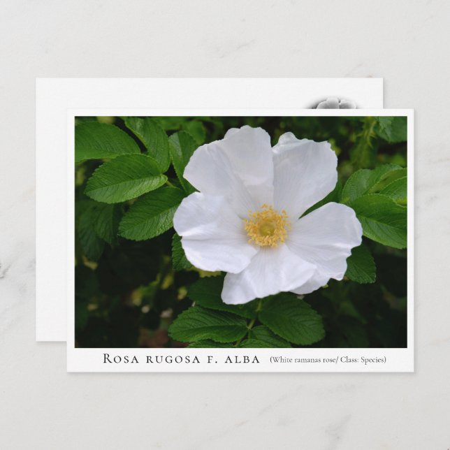 Rosa rugosa postcard (Front/Back)