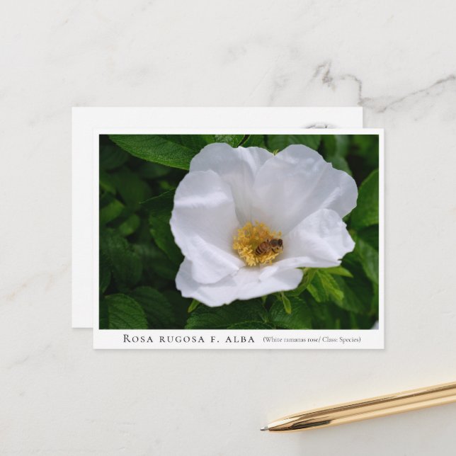 Rosa rugosa postcard (Front/Back In Situ)