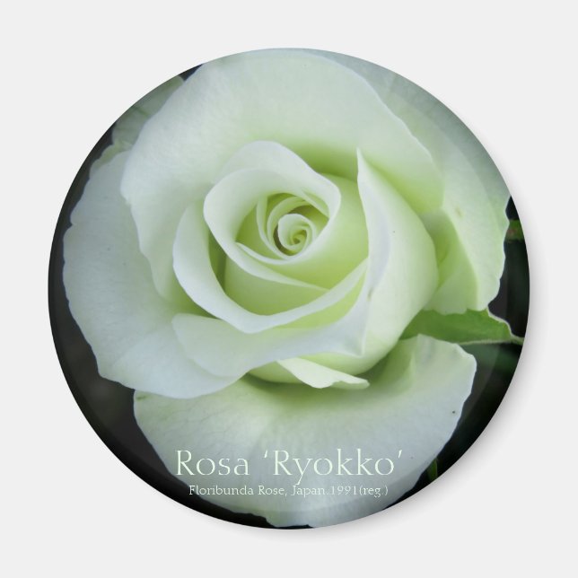 Rosa‘Ryokko’:Round Magnet (Front)