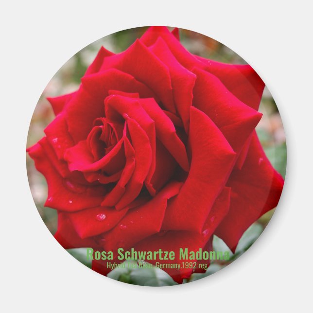 Rosa Schwartze Madonna [Round Magnet] Magnet (Front)