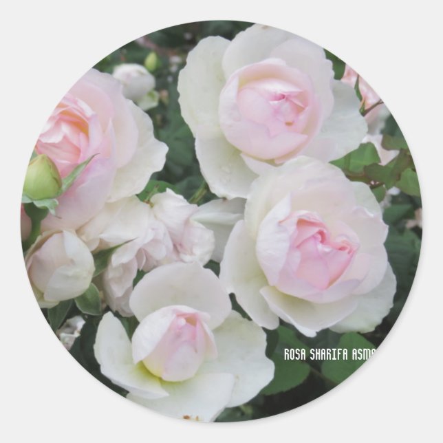 Rosa Sharifa Asma Classic Round Sticker (Front)
