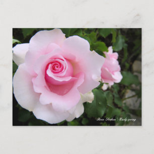 Rosa ‘Soshun’ Postcard