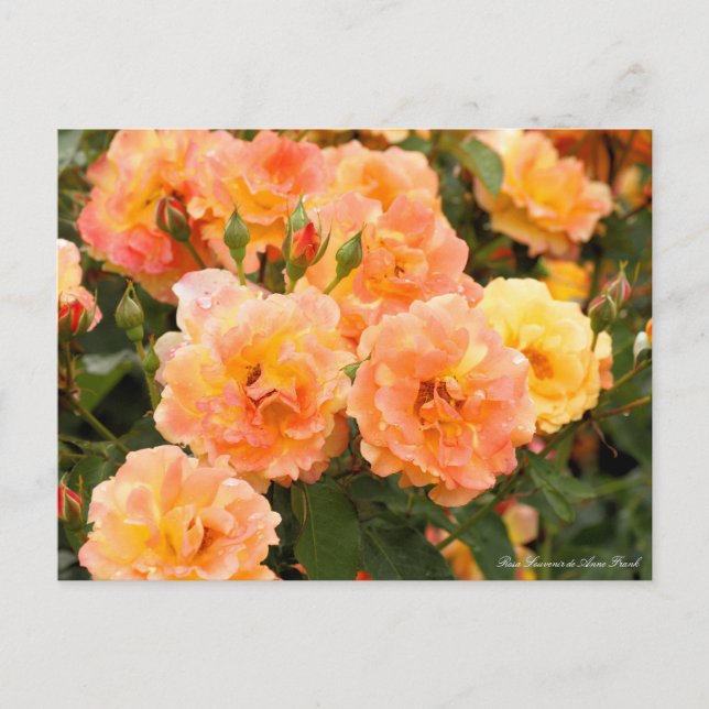 Rosa Souvenir de Anne Frank Postcard (Front)