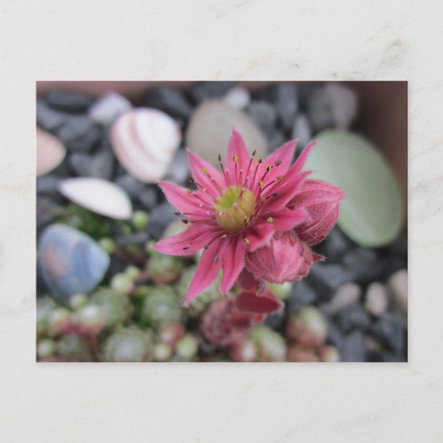 Rosa Steingartenblüte Postcard (Front)