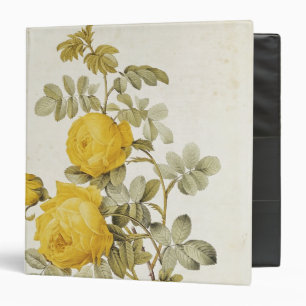 Rosa Sulfurea  from 'Les Roses' 3 Ring Binder
