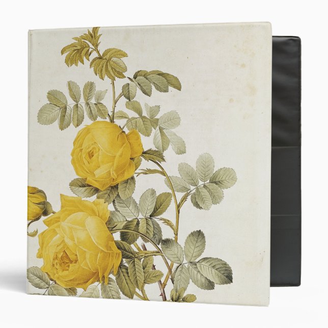 Rosa Sulfurea  from 'Les Roses' 3 Ring Binder (Front/Inside)