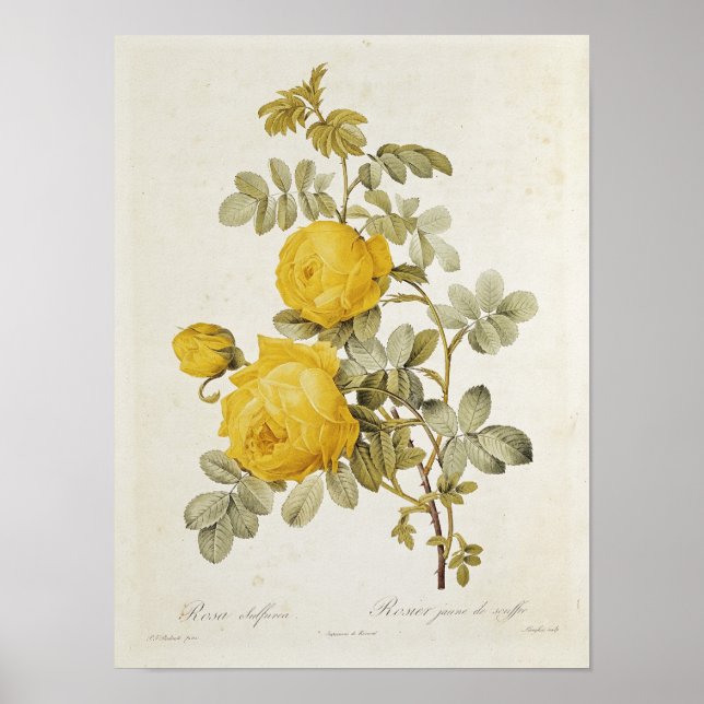 Rosa Sulfurea  from 'Les Roses' Poster (Front)
