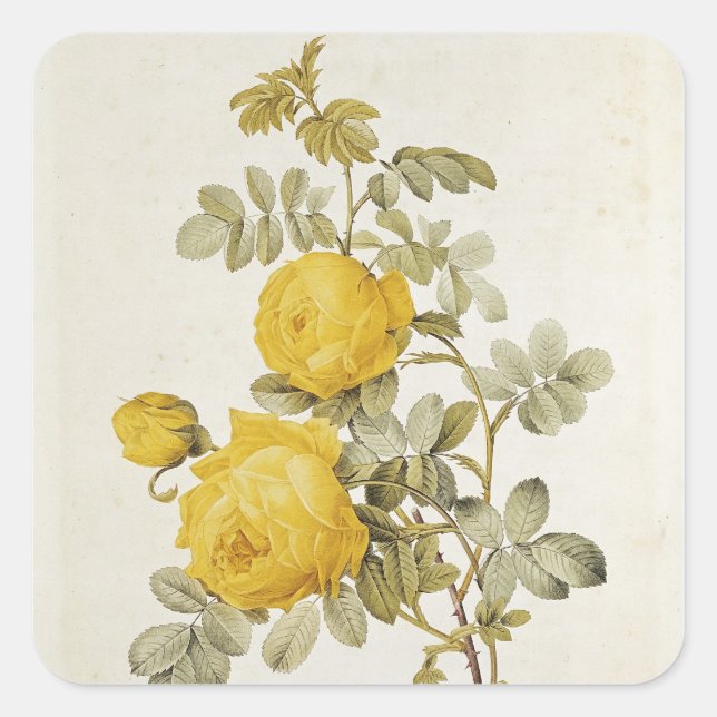 Rosa Sulfurea  from 'Les Roses' Square Sticker (Front)