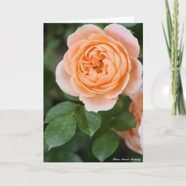 Rosa Sunset Memory:Greeting card (Front)