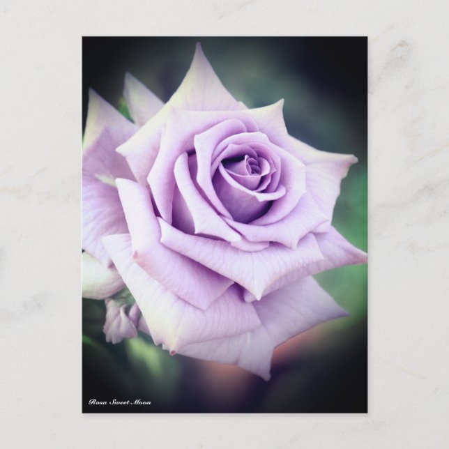 Rosa Sweet Moon Postcard (Front)