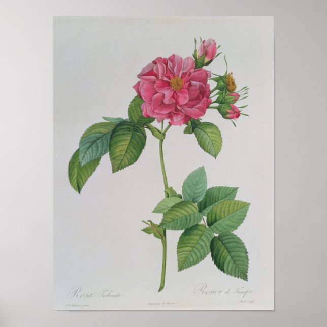 Rosa Turbinata, from ,Les Roses', Vol 1, 1817 Poster (Front)