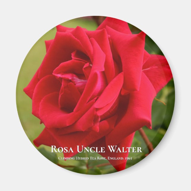 Rosa Uncle Walter Magnet (Front)