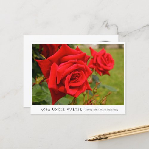 Rosa Uncle Walter Postcard