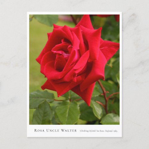 Rosa Uncle Walter Postcard