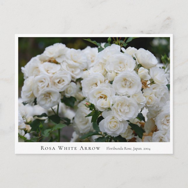Rosa White Arrow Postcard (Front)