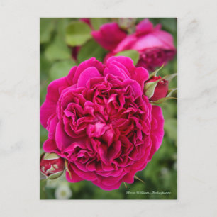 Rosa William Shakespeare [Postcard] Postcard