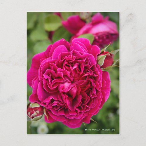 Rosa William Shakespeare Postcard Postcard