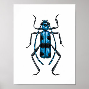 Rosalia Alpina beetle Poster