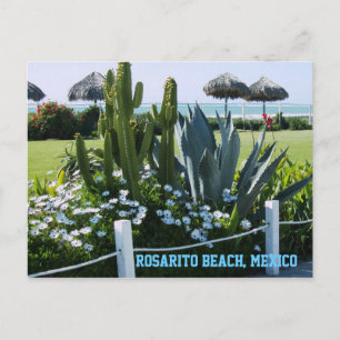 Rosarito Beach, Mexico (Cacti) Postcard